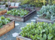 bed_gardening