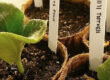 seeds_indoor