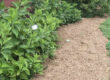 guide_mulch