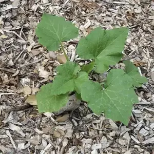 hardwood mulch close up with small plant growing